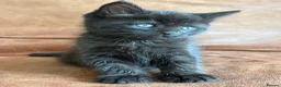 Maine Coon cats for sale: 1/2 Maine Coon Tabby, Grey Tabby and Black Kittens - Advert 7