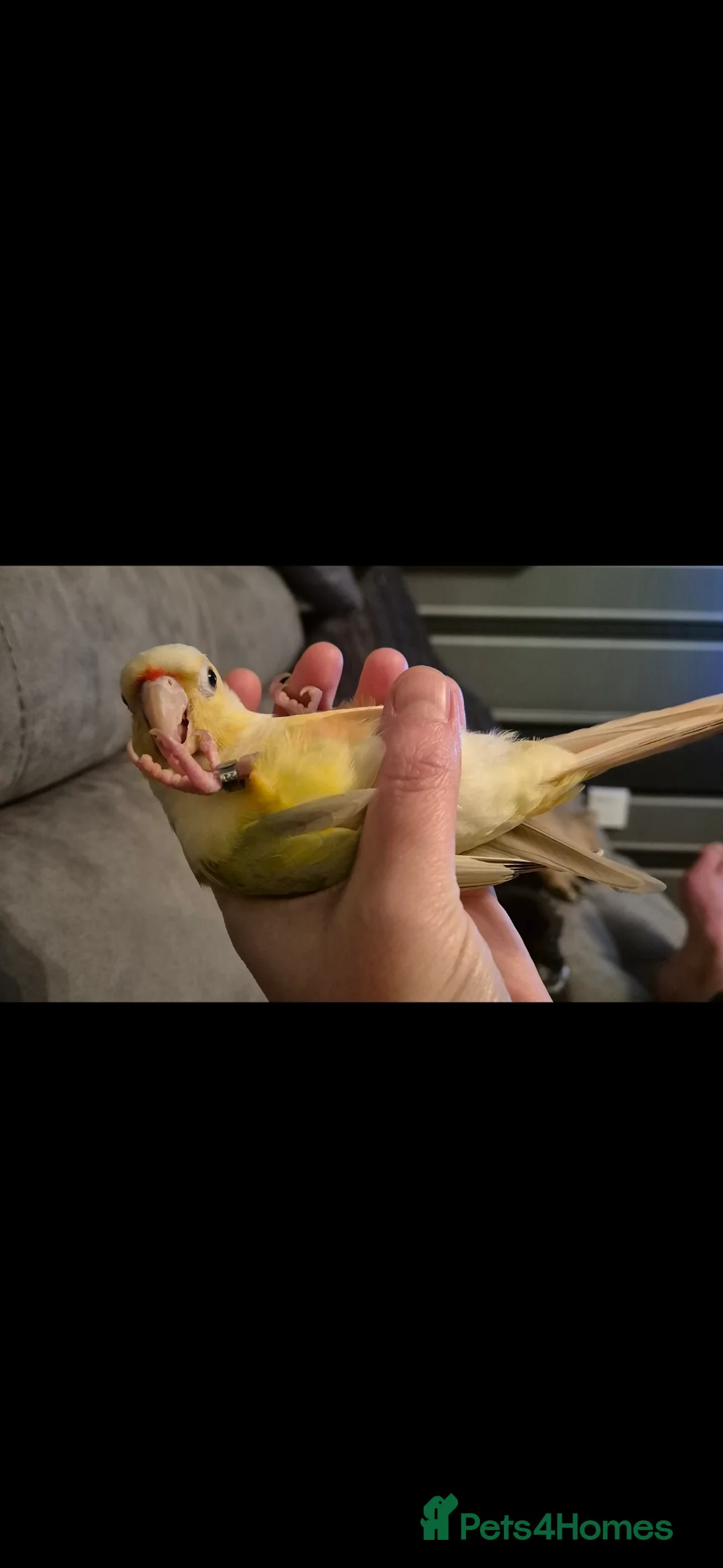 Conures birds for sale: Beauriful Pair of conures - Advert 6