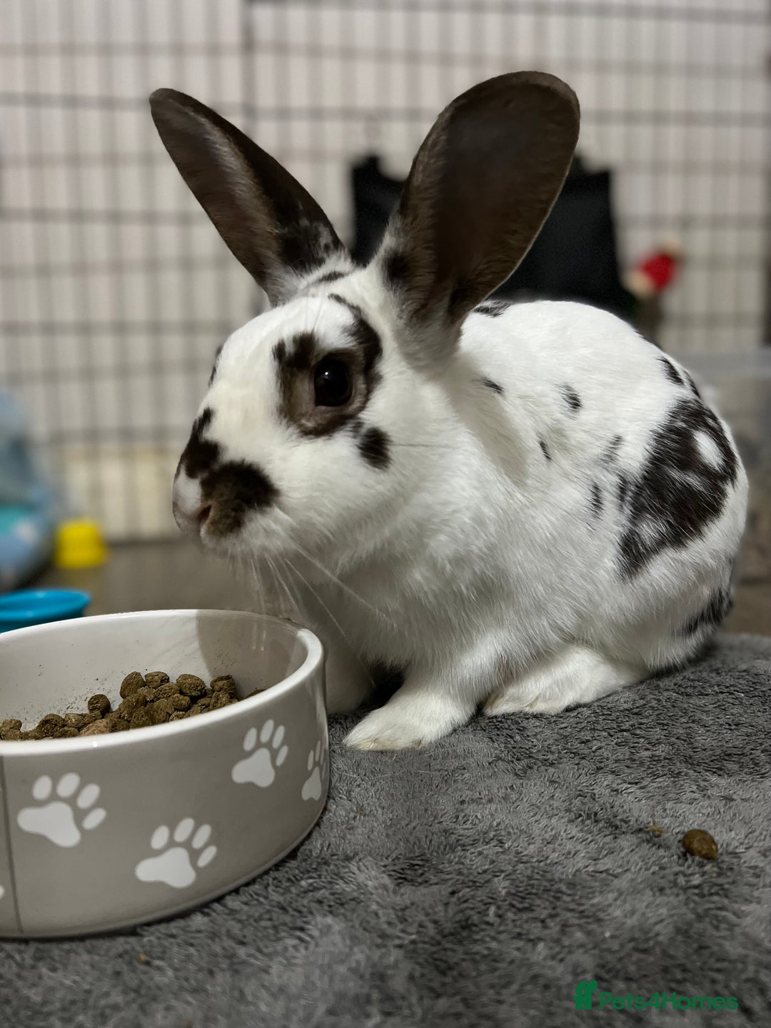 Mixed Breed rabbits for sale: Male and female rabbits 🩷🩵 - Advert 1