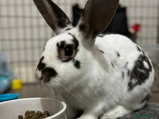 Mixed Breed rabbits Male and female rabbits 🩷🩵 - Advert 1