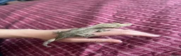 Gecko reptiles for sale: Crested gecko in Harrow - Advert 6
