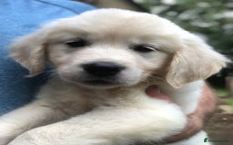 Golden Retriever dogs for sale: Super litter of Goldie pups carrying some colour  - Image 24