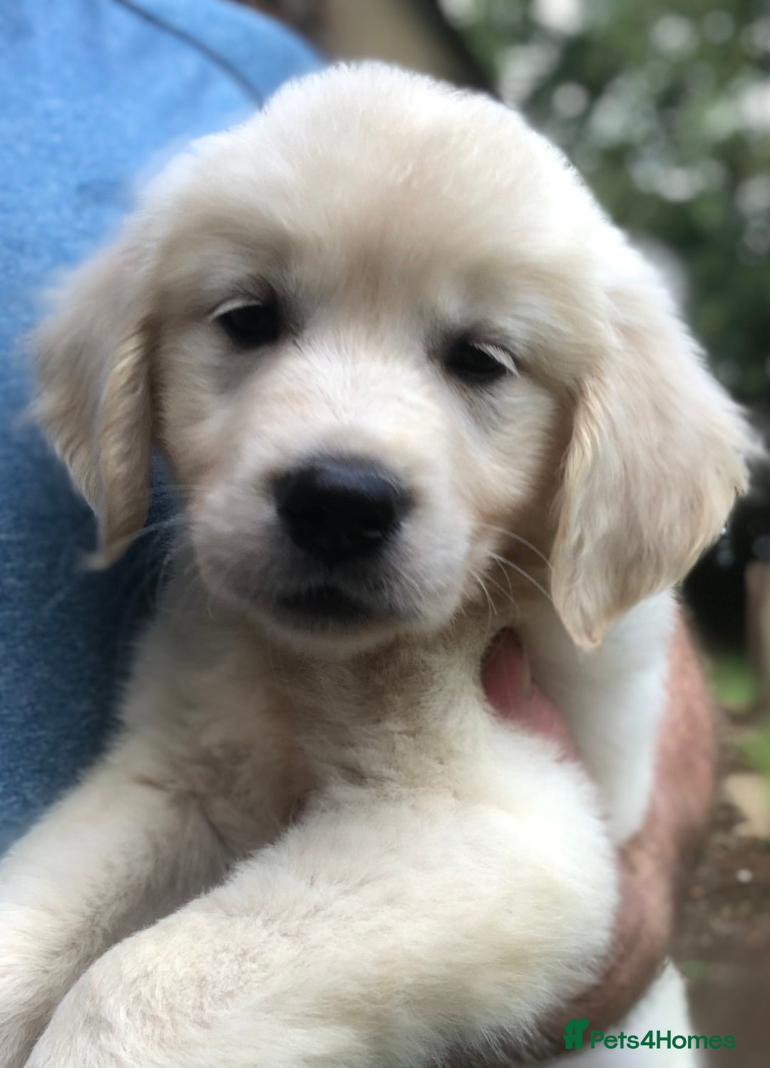 Golden Retriever dogs for sale: Super litter of Goldie pups carrying some colour  - Image 24