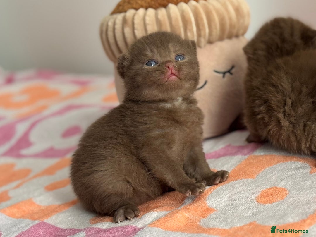 British Shorthair cats for sale: 🧶🍩Chocolate BSH boys ⭐️💎GCCF reg  - Image 3