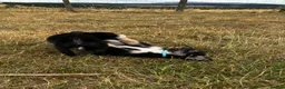 Mixed Breed dogs for sale: Kelpie x collies BEAUTIFUL LITTER - Advert 22