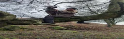 Labrador Retriever dogs for stud: STUNNING SILVER LABRADOR AVAILABLE FOR STUD in Sheffield - Advert 6