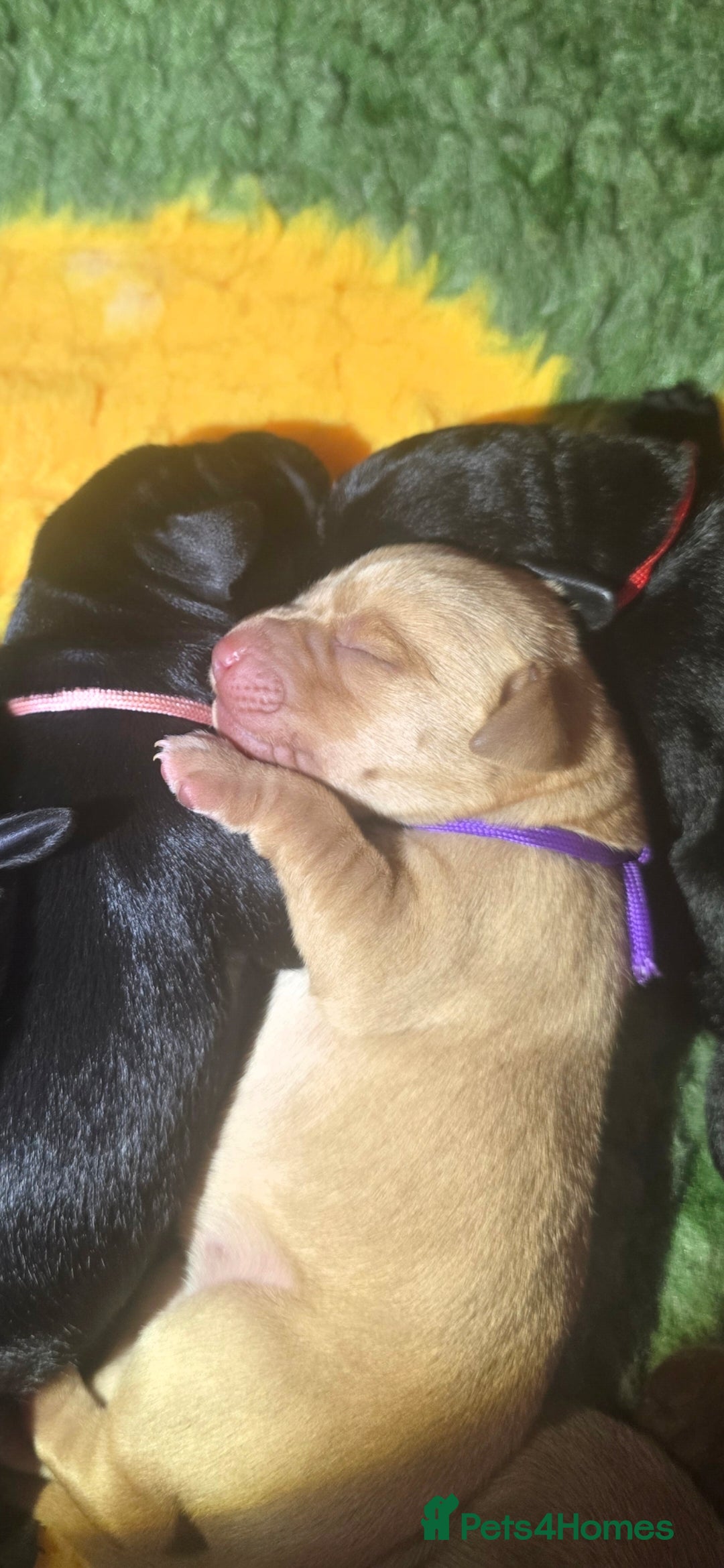 Labrador Retriever dogs for sale: KC Registered Labrador Puppies. - Advert 18