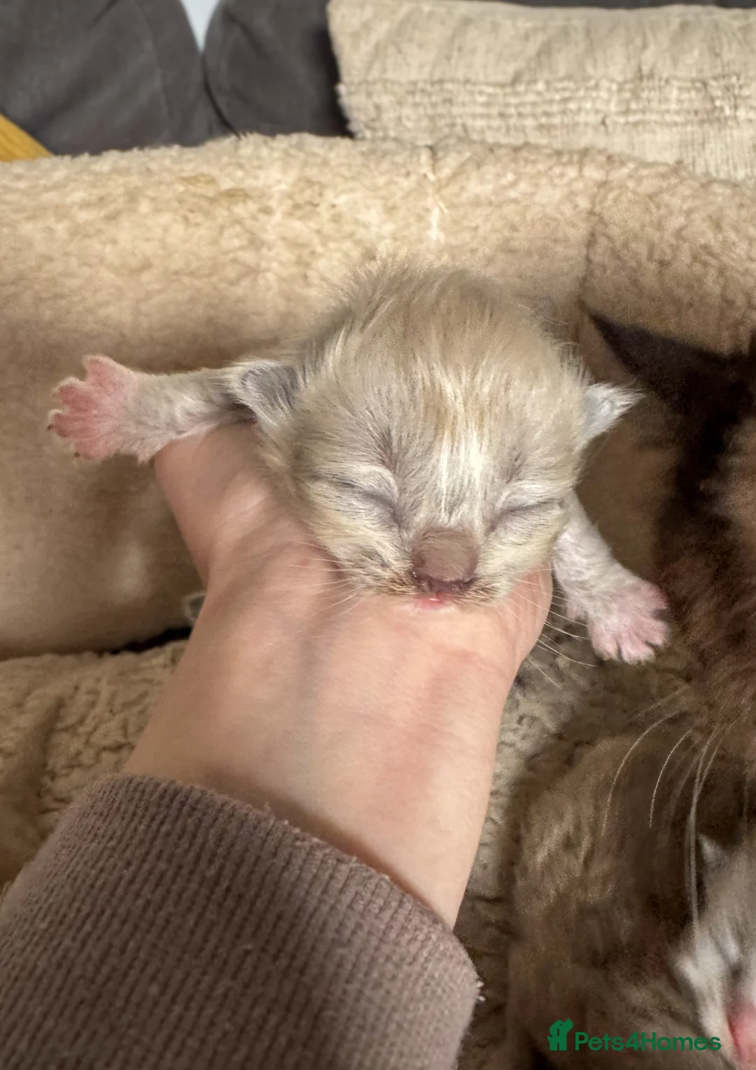 Ragdoll cats for sale: Mink Ragdolls  - Advert 13