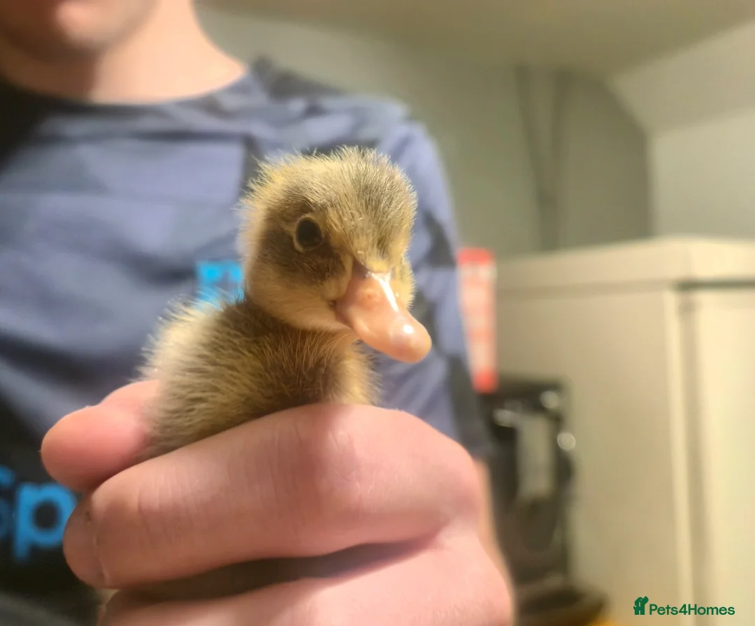 Ducks poultry for sale: Runner ducklings - Advert 1