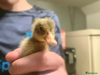 Ducks poultry Runner ducklings - Advert 4