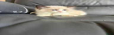 Ragdoll 2