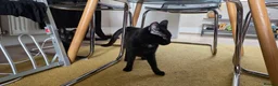 Domestic Shorthair cats for sale: Treacle & Pudding in Liverpool - Advert 2