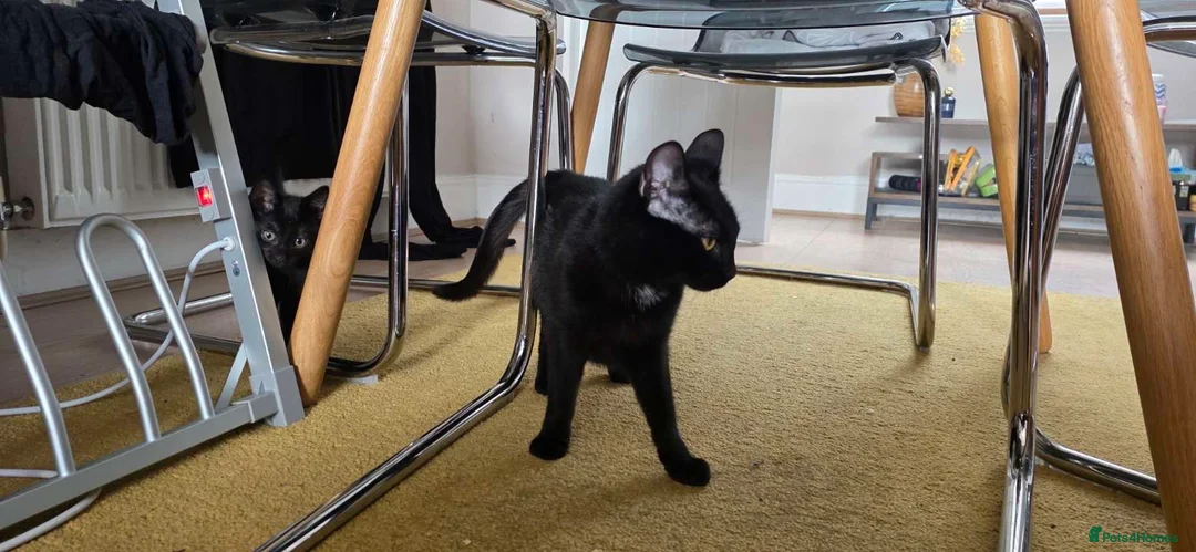 Domestic Shorthair cats for sale: Treacle & Pudding in Liverpool - Advert 2