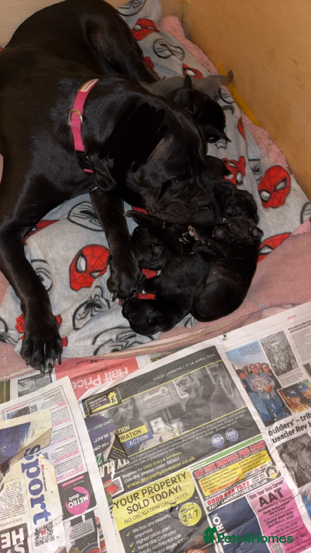 Cane Corso dogs for sale: Blue brindle cane corso in Swindon - Advert 2