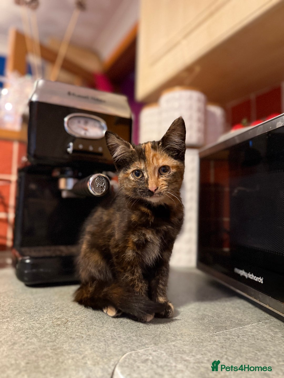 Mixed Breed cats for sale: 2 CUTE TORTOISESHELL GIRLS  - Image 13