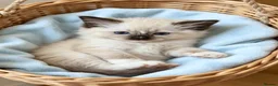 Ragdoll cats for sale: RAGDOLLS GIRL SEAL POINT BLUE EYES  - Advert 3
