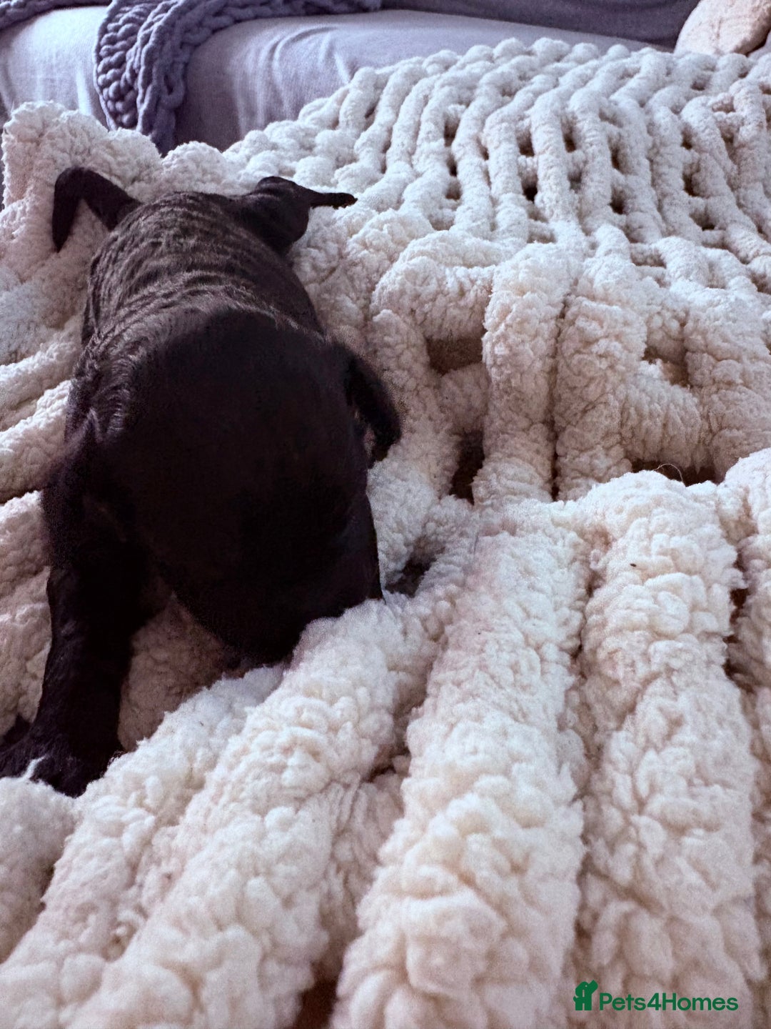 Sproodle dogs for sale: F2 Sproodle Puppies - Image 2
