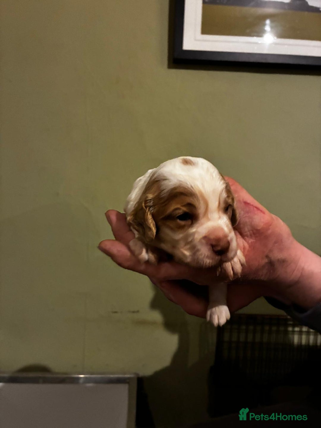 Cocker Spaniel dogs for sale: Gamekeeper bred Working Cocker Spaniels - Advert 4