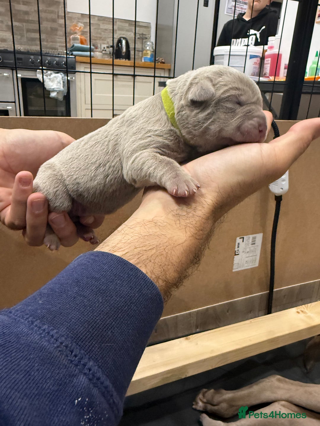 Mastiff dogs for sale: Neapolitan Mix - Image 9