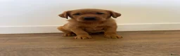 Goldador dogs for sale: Fantastic red goldador puppies  - Advert 13