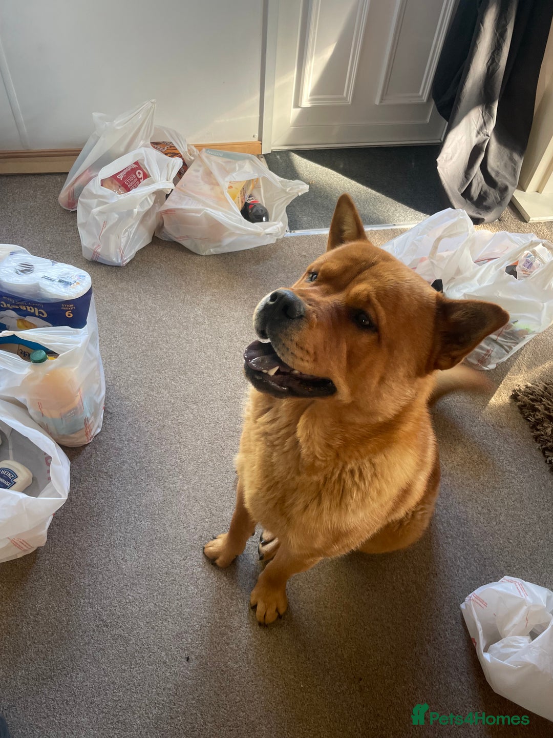 Mixed Breed dogs for sale: Chow chow cross Rottweiler  - Image 1