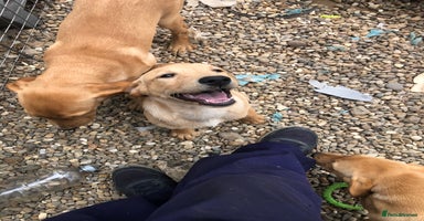 Labrador Retriever dogs - Advert 3