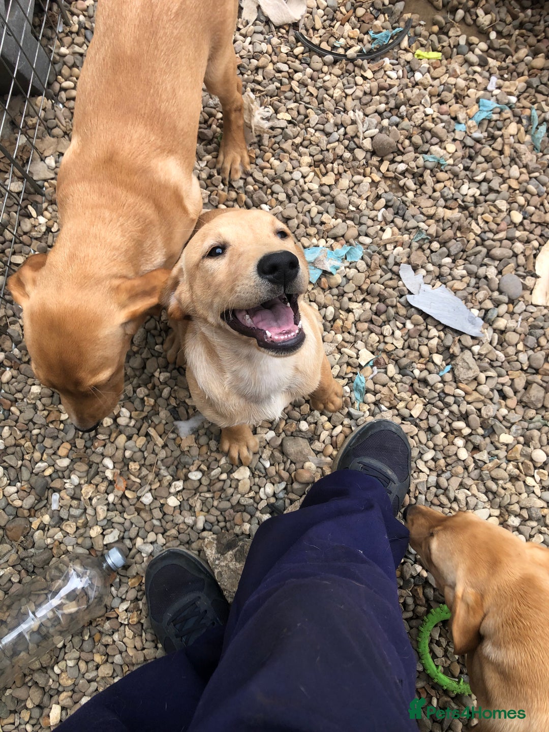 Labrador Retriever dogs for sale: beautiful Labrador girls for sale - Image 2