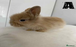 Lionhead rabbits for sale: Pure Breed Fluffy Double Mained Lionhead Kits - Image 4