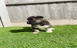 Akita dogs for sale: American Akita Puppys for sale  - Image 20