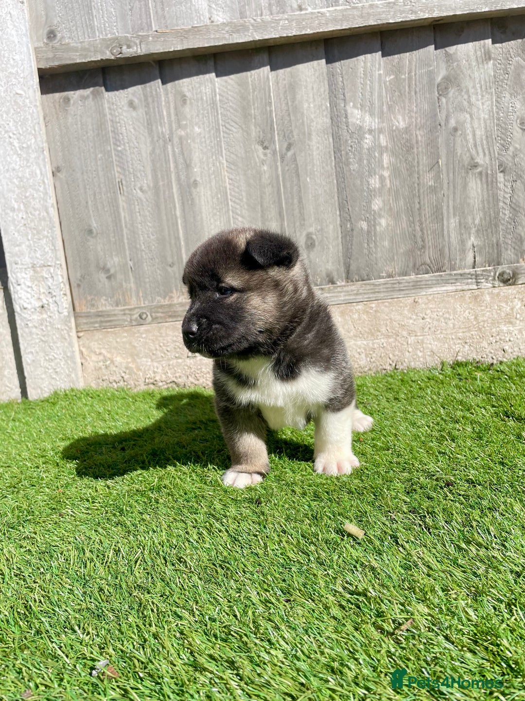 Akita dogs for sale: American Akita Puppys for sale  - Image 20