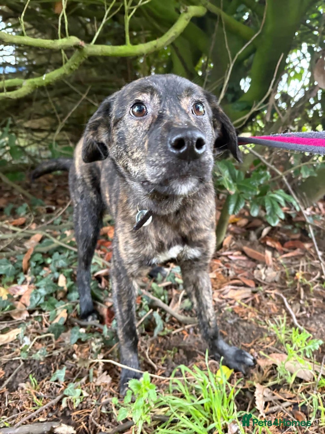 Mixed Breed dogs for adoption: Aurora - Stowmarket Suffolk  - Advert 13