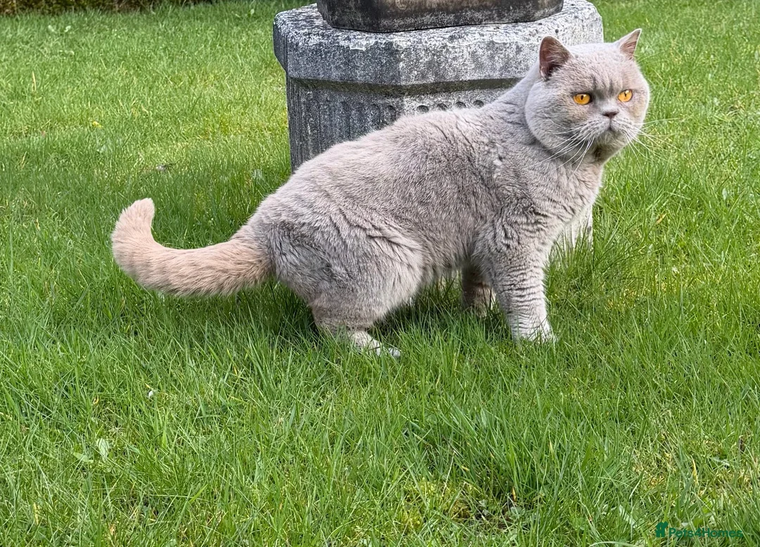 British Shorthair cats for stud: LILAC BRITISH SHORTHAIR MALE - Advert 2