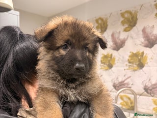 German Shepherd dogs Adorable 6 weeks old German Shepherd Pups - Advert 3