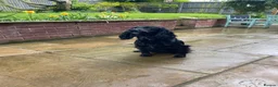 Cocker Spaniel dogs for sale: Cocker spaniel puppies  - Advert 11