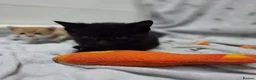 Mixed Breed cats for sale: Beautiful kittens looking for their forever homes  - Advert 15
