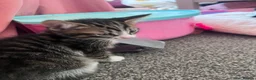 Mixed Breed cats for sale: 5 kittens for sale  in Slough - Advert 6
