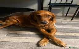Golden Retriever dogs for sale: Beautiful litter of golden retriever puppies  - Image 8