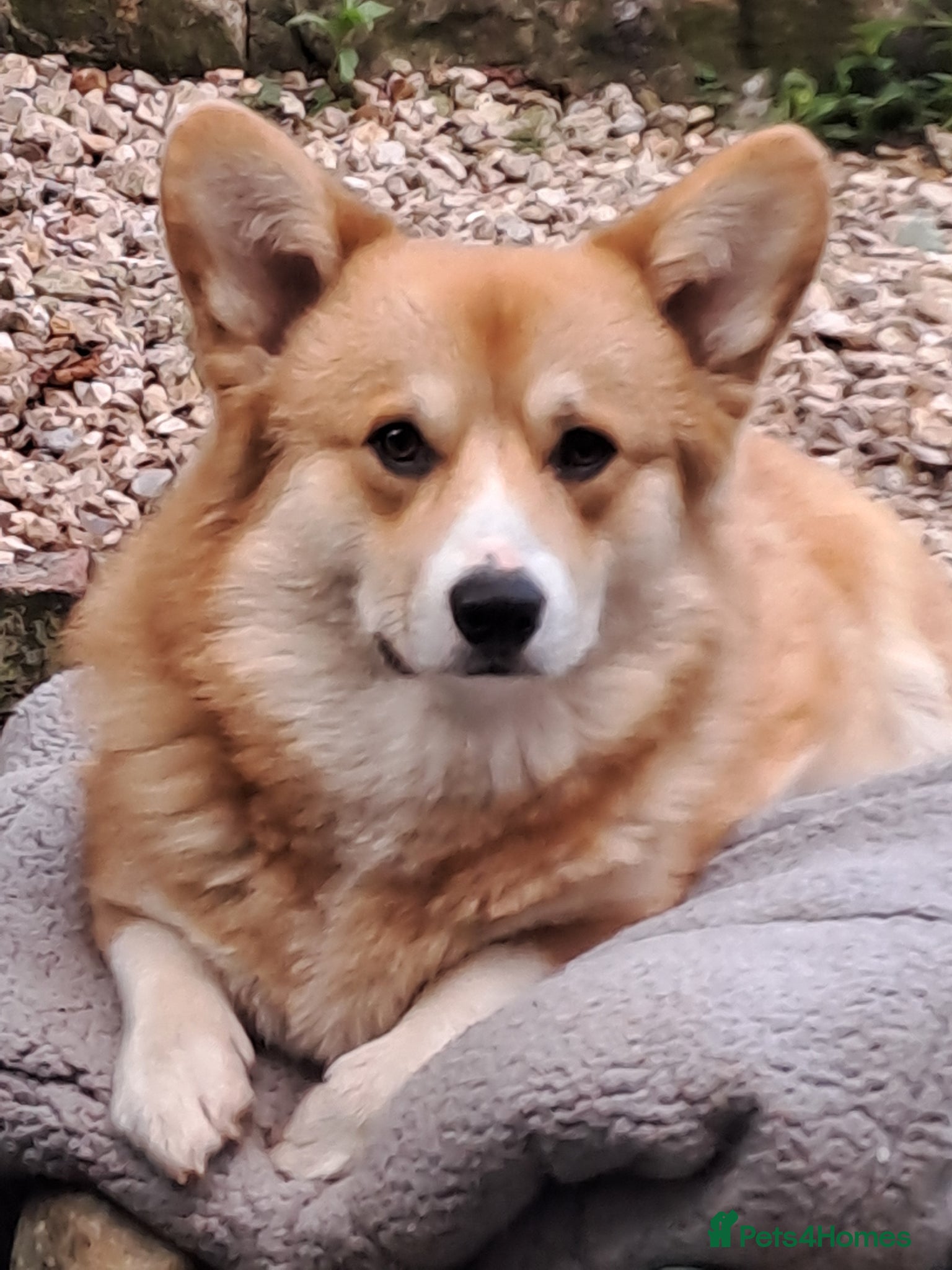 Welsh Corgi Pembroke dogs Prembrokshire corgi at stud - Advert 3