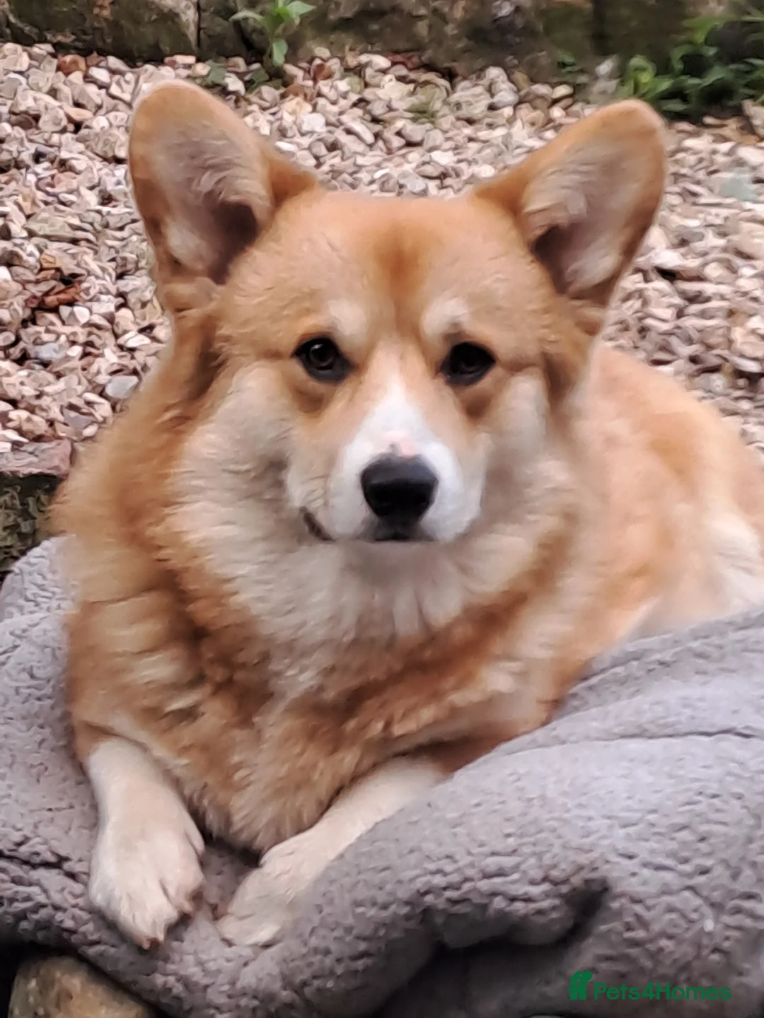 Welsh Corgi Pembroke dogs for stud: Health Tested Pembroke Corgi - Advert 1