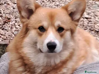 Welsh Corgi Pembroke dogs Prembrokshire corgi at stud - Advert 3