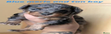 Blue merle boy