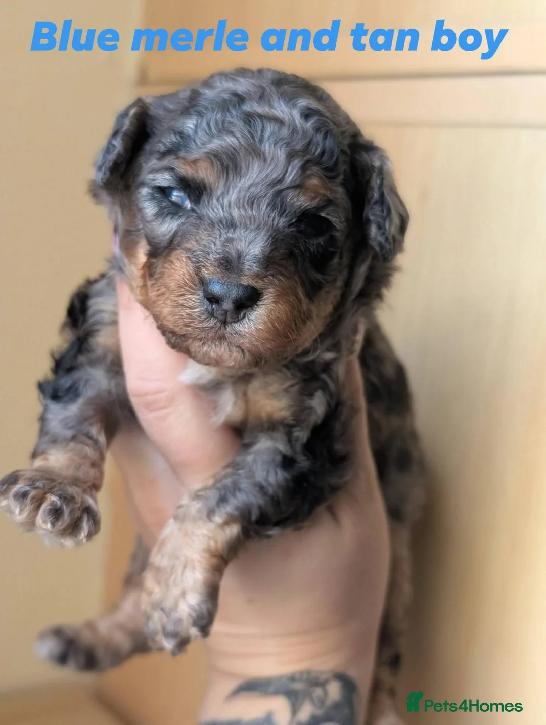 Toy Poodle dogs for sale: Merl toy poodle  - Advert 2