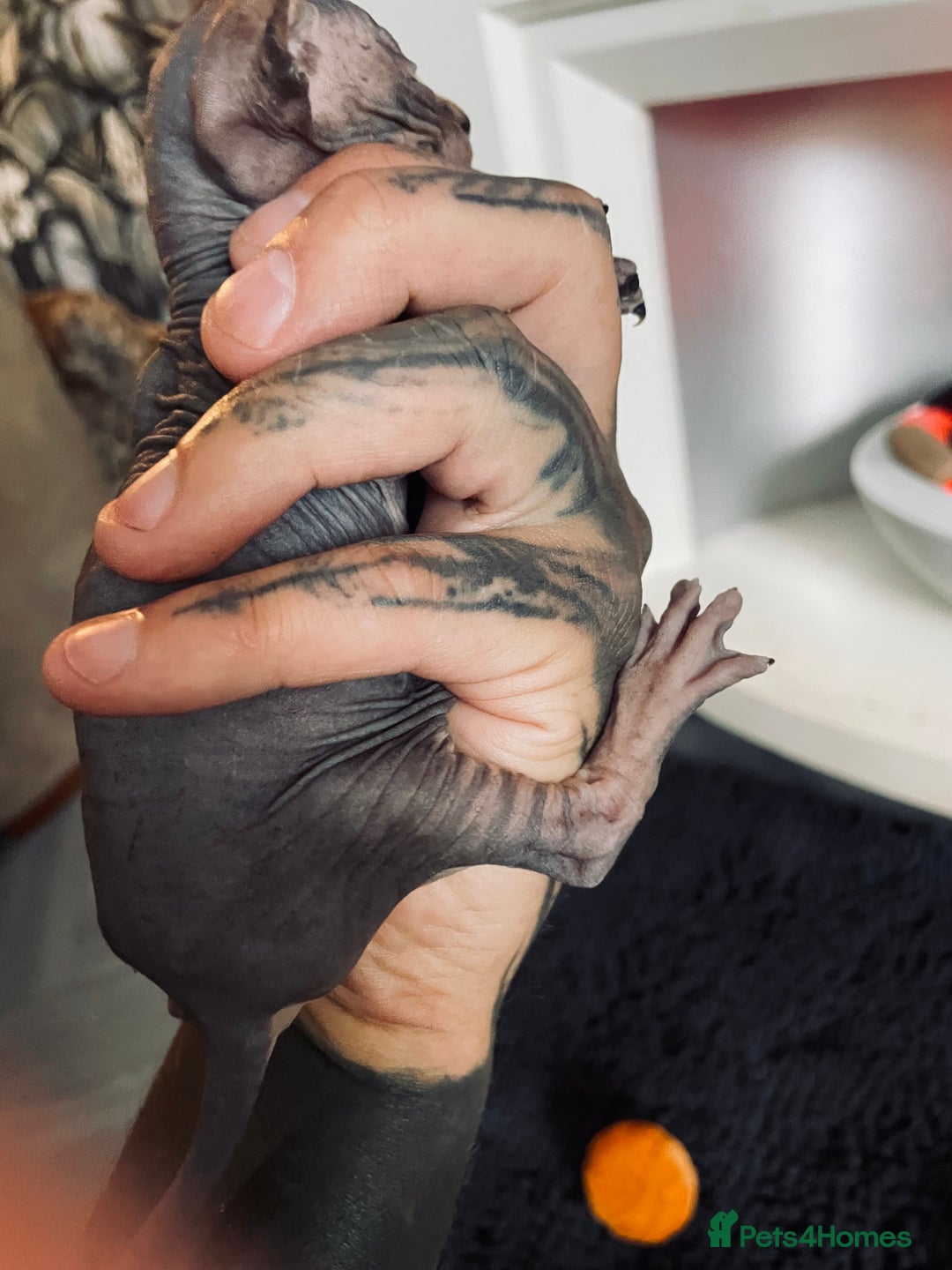 Sphynx cats for sale: Stunning Canadian sphynx kittens - Image 14