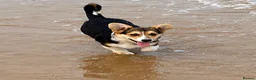 Welsh Corgi Pembroke dogs for sale: Hand reared Pembroke Corgis in Tenby - Advert 10
