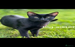 Siamese cats for sale: Siamese X British short hair  - Image 10