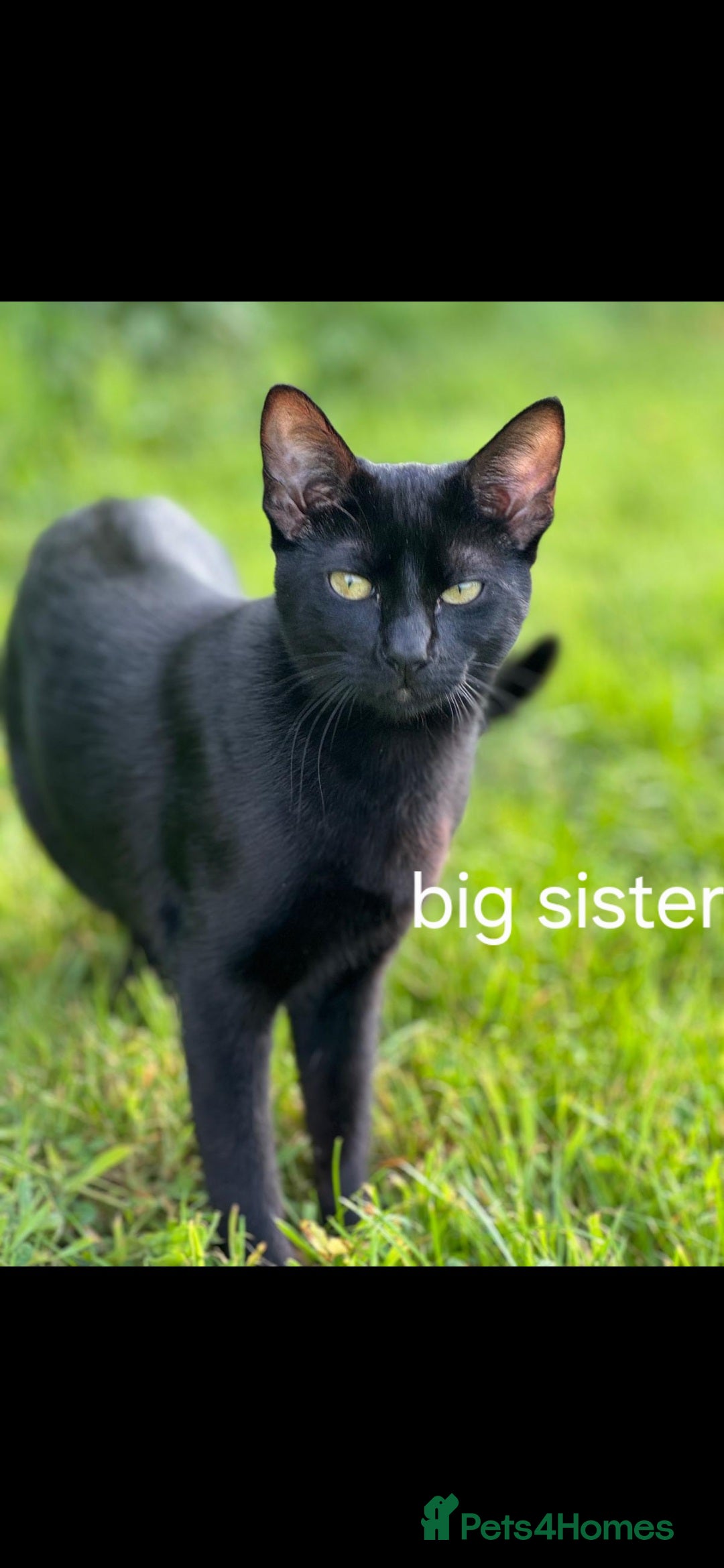 Siamese cats for sale: Siamese X British short hair  - Image 10