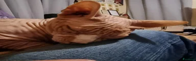 Sphynx 1