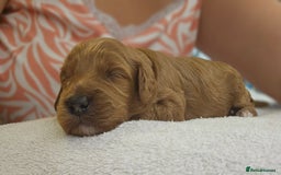 Cockapoo dogs for sale: Beautiful PRA F1B puppies - Image 21