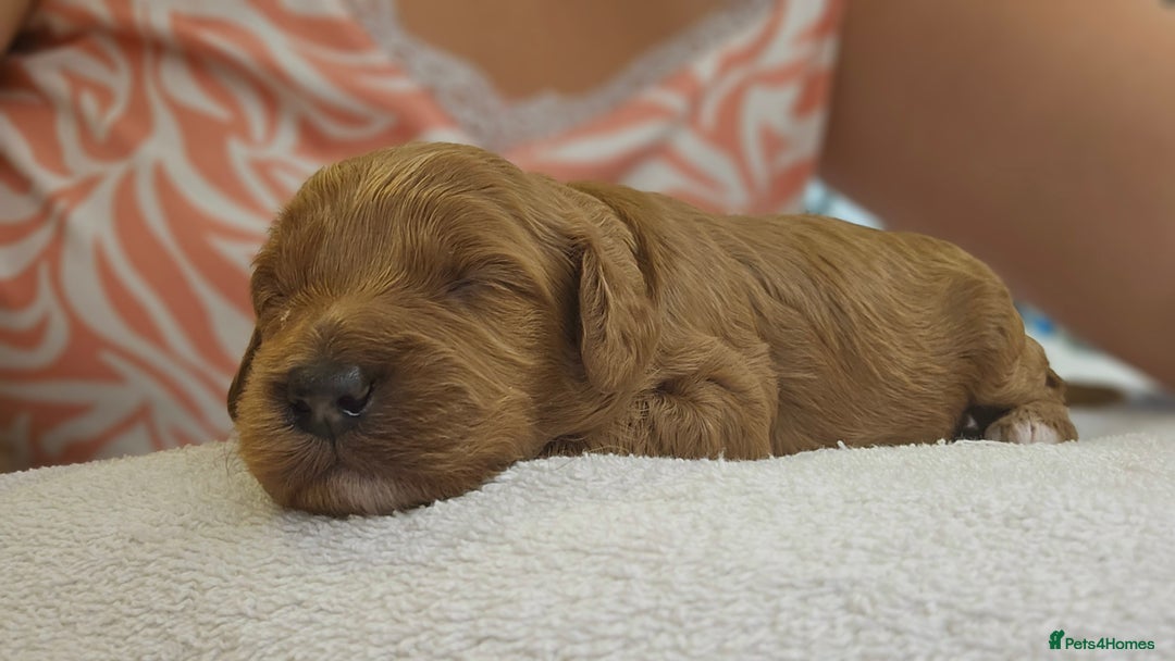 Cockapoo dogs for sale: Beautiful PRA F1B puppies - Image 21