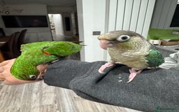 Lorikeets birds for sale: Hand fed baby conures for sale rare breed - Image 19